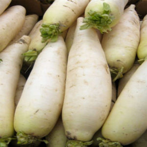 Radish